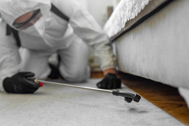 Professional Ant Control technician working in North Pembroke, MA